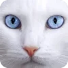 🤩 Эмодзи «Котячьи мордочки» для Telegram