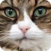 🤩 Эмодзи «Котячьи мордочки» для Telegram