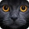 🤩 Эмодзи «Котячьи мордочки» для Telegram