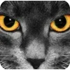 🤩 Эмодзи «Котячьи мордочки» для Telegram