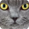 🤩 Эмодзи «Котячьи мордочки» для Telegram