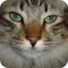 🤩 Эмодзи «Котячьи мордочки» для Telegram