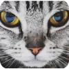 🤩 Эмодзи «Котячьи мордочки» для Telegram