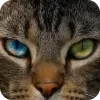 🤩 Эмодзи «Котячьи мордочки» для Telegram