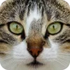 🤩 Эмодзи «Котячьи мордочки» для Telegram