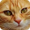 🤩 Эмодзи «Котячьи мордочки» для Telegram