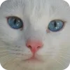 🤩 Эмодзи «Котячьи мордочки» для Telegram