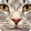 🤩 Эмодзи «Котячьи мордочки» для Telegram