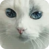 🤩 Эмодзи «Котячьи мордочки» для Telegram