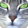🤩 Эмодзи «Котячьи мордочки» для Telegram