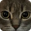 🤩 Эмодзи «Котячьи мордочки» для Telegram