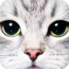 🤩 Эмодзи «Котячьи мордочки» для Telegram