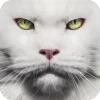 🤩 Эмодзи «Котячьи мордочки» для Telegram
