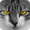 🤩 Эмодзи «Котячьи мордочки» для Telegram
