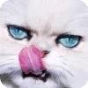 🤩 Эмодзи «Котячьи мордочки» для Telegram