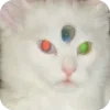 🤩 Эмодзи «Котячьи мордочки» для Telegram