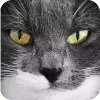 🤩 Эмодзи «Котячьи мордочки» для Telegram