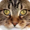 🤩 Эмодзи «Котячьи мордочки» для Telegram