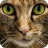 🤩 Эмодзи «Котячьи мордочки» для Telegram