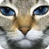 🤩 Эмодзи «Котячьи мордочки» для Telegram