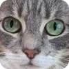 🤩 Эмодзи «Котячьи мордочки» для Telegram