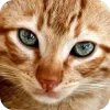 🤩 Эмодзи «Котячьи мордочки» для Telegram