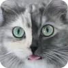 🤩 Эмодзи «Котячьи мордочки» для Telegram
