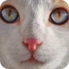 🤩 Эмодзи «Котячьи мордочки» для Telegram