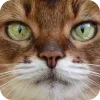 🤩 Эмодзи «Котячьи мордочки» для Telegram