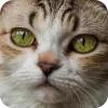 🤩 Эмодзи «Котячьи мордочки» для Telegram