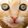 🤩 Эмодзи «Котячьи мордочки» для Telegram