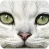 🤩 Эмодзи «Котячьи мордочки» для Telegram