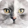 🤩 Эмодзи «Котячьи мордочки» для Telegram