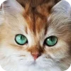 🤩 Эмодзи «Котячьи мордочки» для Telegram