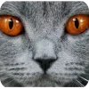 🤩 Эмодзи «Котячьи мордочки» для Telegram