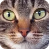 🤩 Эмодзи «Котячьи мордочки» для Telegram