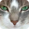 🤩 Эмодзи «Котячьи мордочки» для Telegram