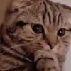 🤔 Эмодзи «Animals» для Telegram