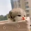 🐈 Эмодзи «Animals» для Telegram