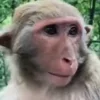 😁 Эмодзи «Animals» для Telegram