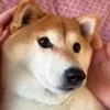 👍 Эмодзи «Animals» для Telegram