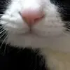 👅 Эмодзи «Animals» для Telegram