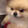 😡 Эмодзи «Animals» для Telegram