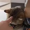 🤦‍♂ Эмодзи «Animals» для Telegram