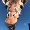 👅 Эмодзи «Animals» для Telegram