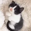 🥰 Эмодзи «Animals» для Telegram
