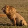 😂 Эмодзи «Animals» для Telegram