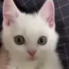 😠 Эмодзи «Animals» для Telegram