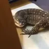 🦎 Эмодзи «Animals» для Telegram