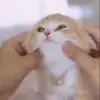 🐈 Эмодзи «Animals» для Telegram